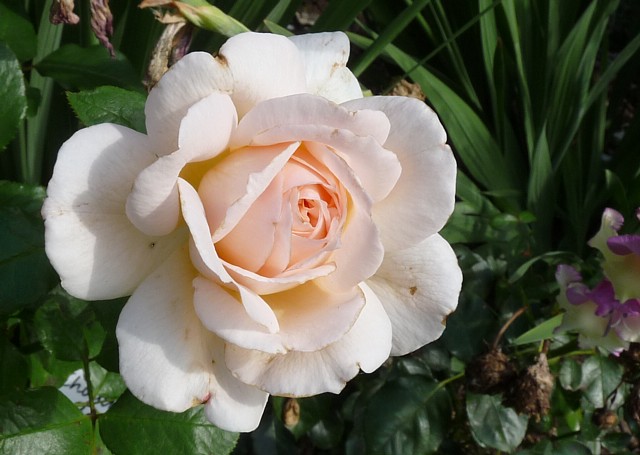 Chandos Beauty – Bild 4