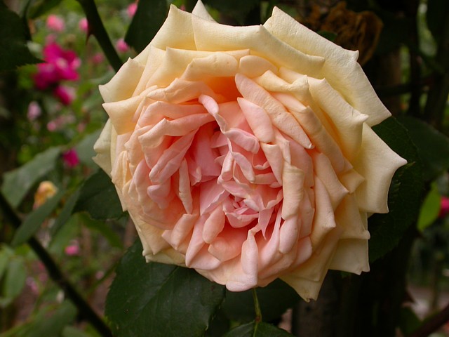 Comtesse de Noghera – Bild 2