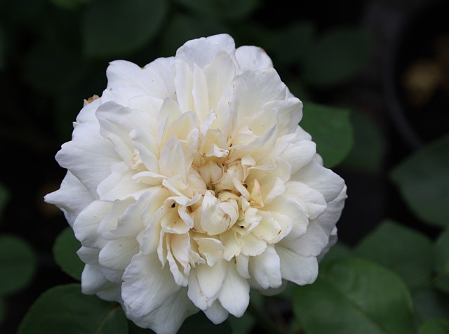 Edith de Murat – Bild 3