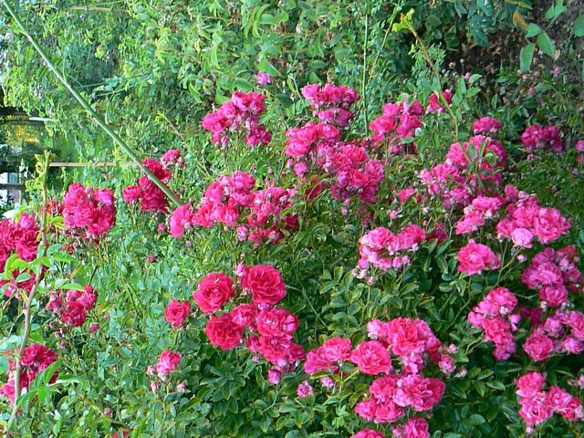 Faust Roter Rambler – Bild 4