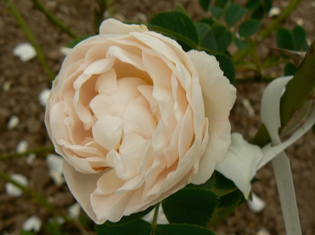 Hexenrose – Bild 2