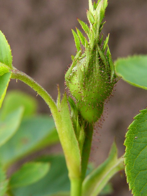 Kindergartenrose – Bild 3