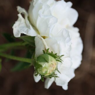La Neige