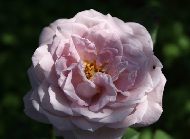 Lavendula – Bild 2