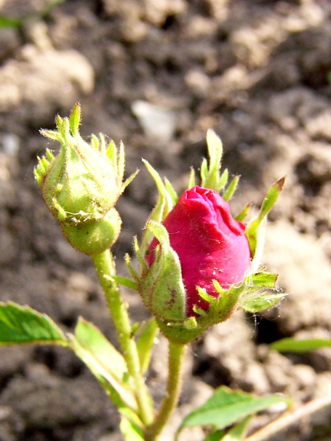 Mahaeca – Bild 3