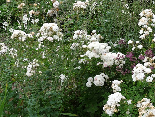 Marie Jeanne – Bild 4