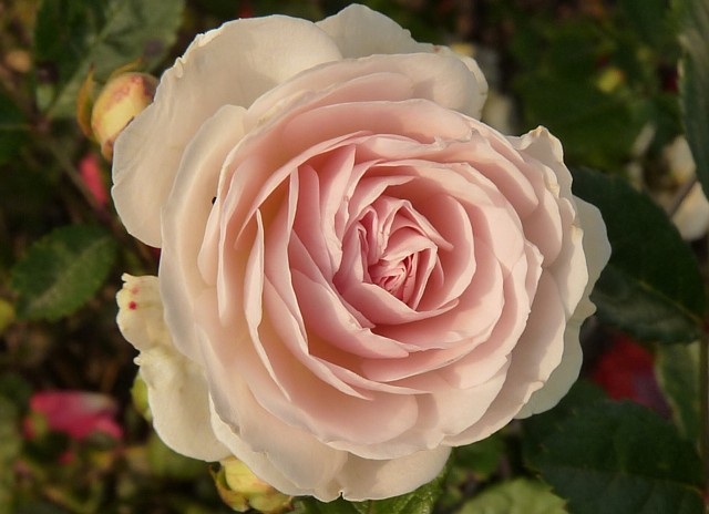 Marie Jeanne – Bild 5