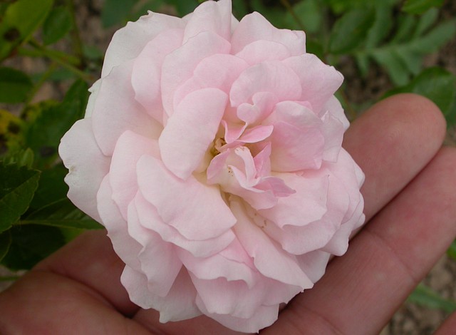 Marie Jeanne – Bild 3