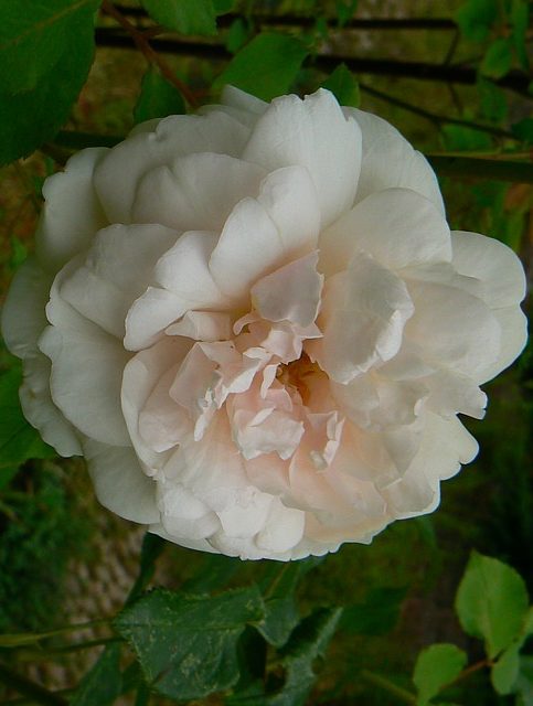 Mme Alfred Carriere – Bild 4