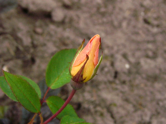 Mrs Oakley-Fisher – Bild 2