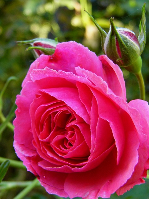 Rosarium Uetersen – Bild 2