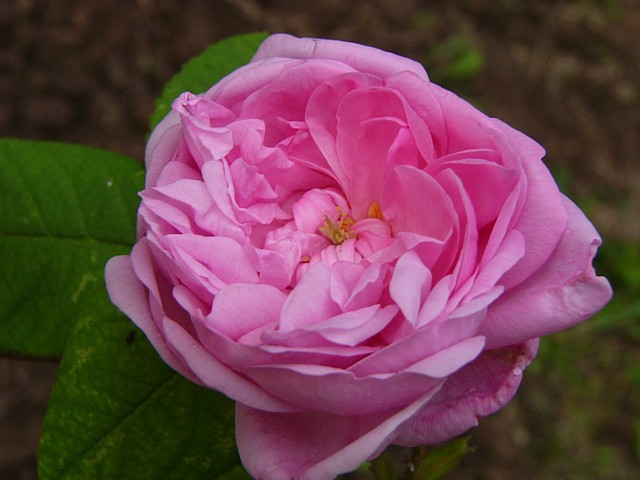Rutschmann – Bild 2
