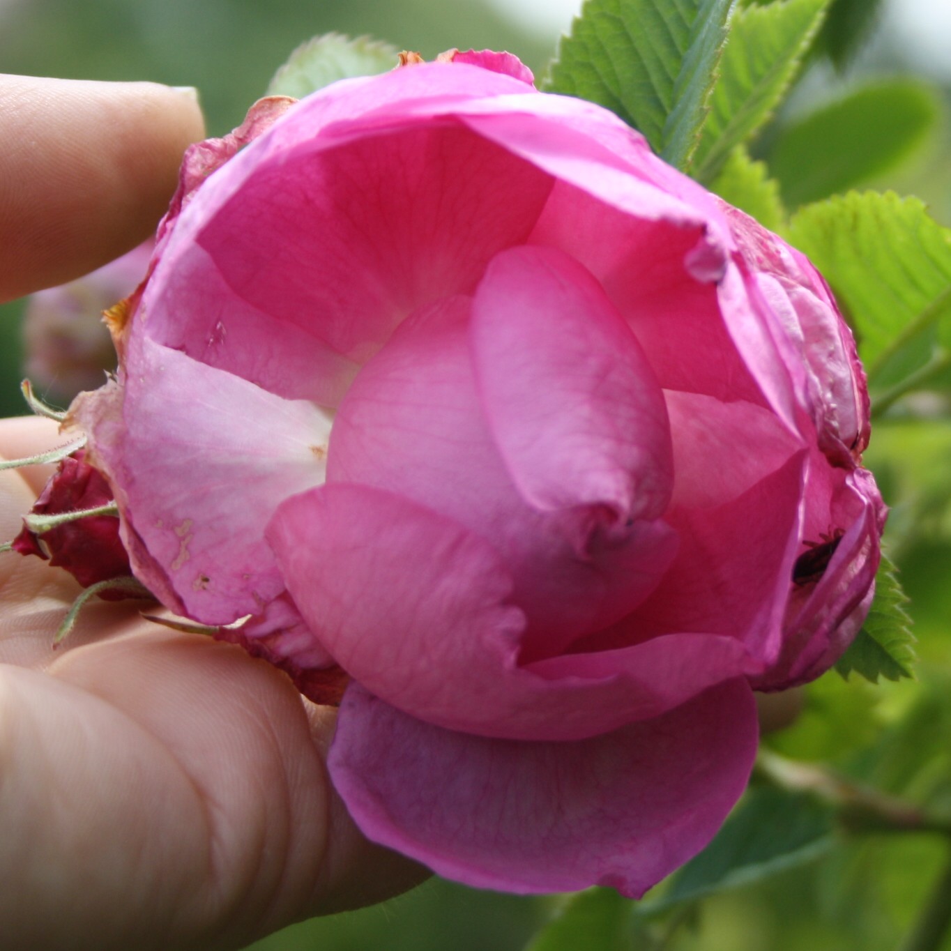 Agatha Incarnata (Karben)