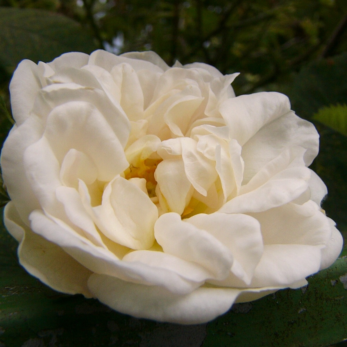 Alba Emmenhausen