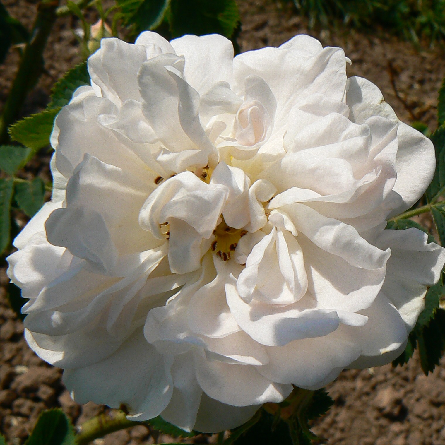 Alba Hilgershausen