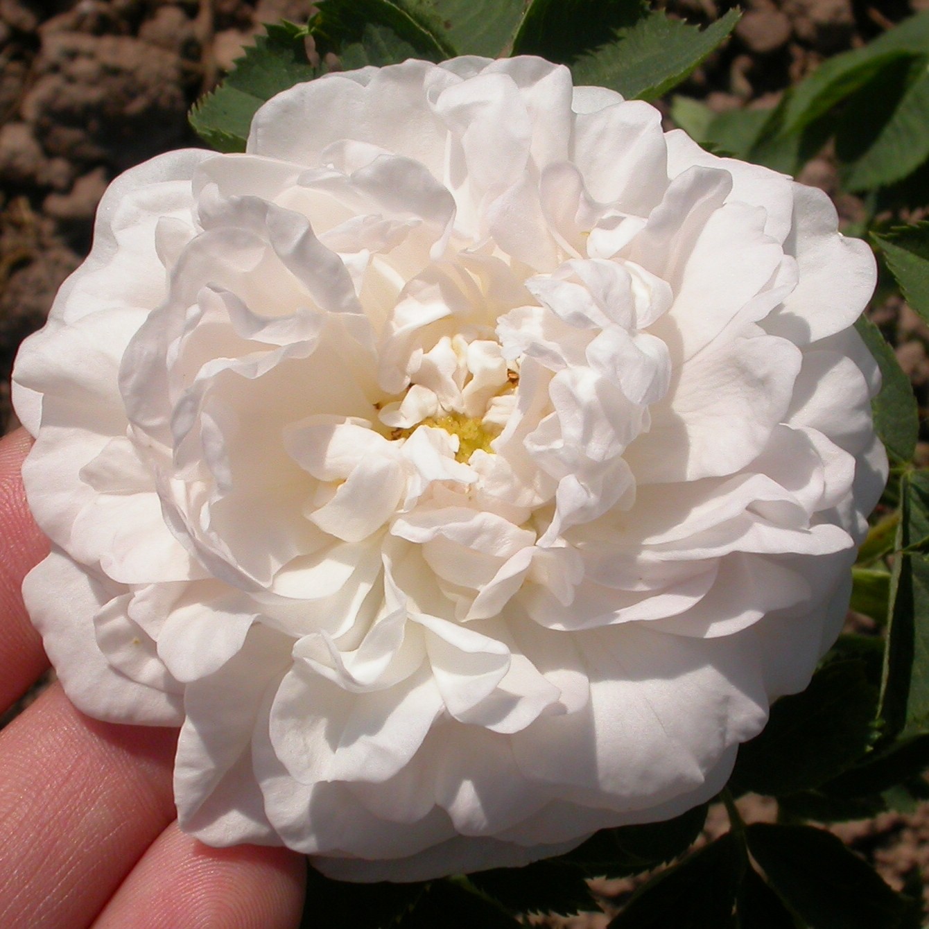 Alba Isernhagen