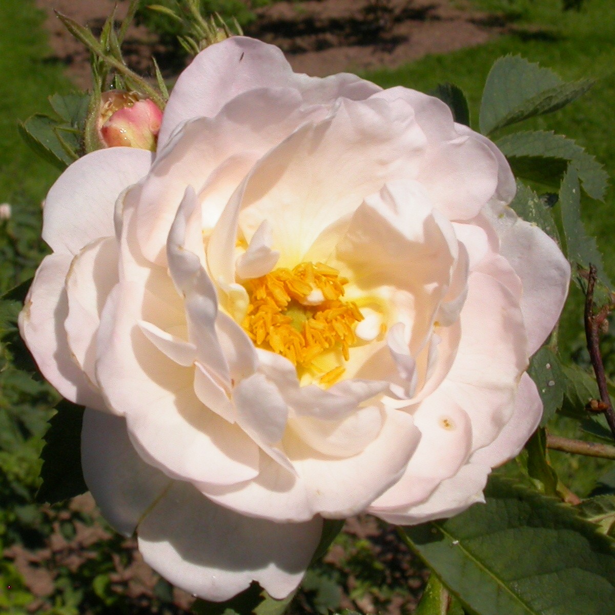 Alba Nivea Renate