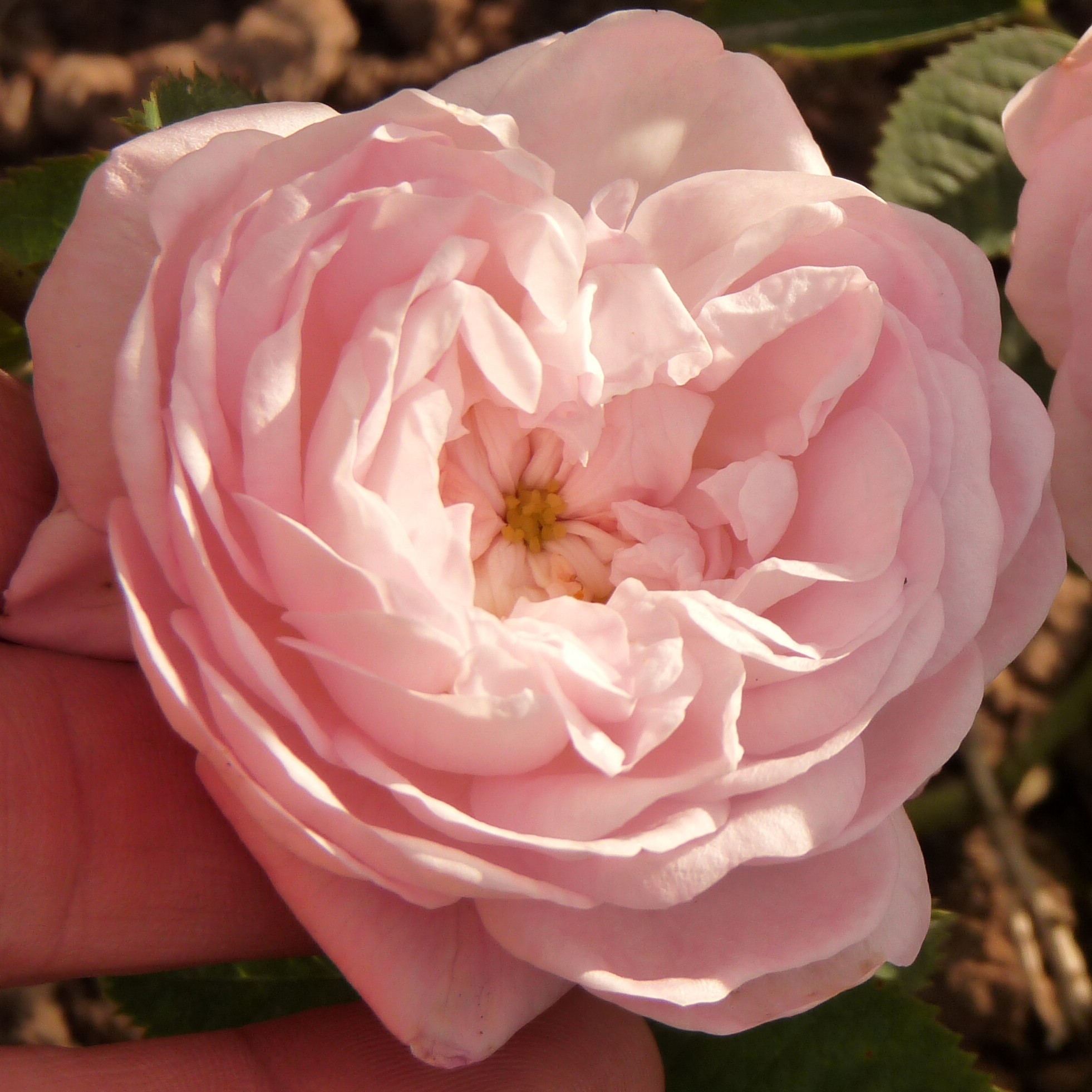 Alba rosa LAT