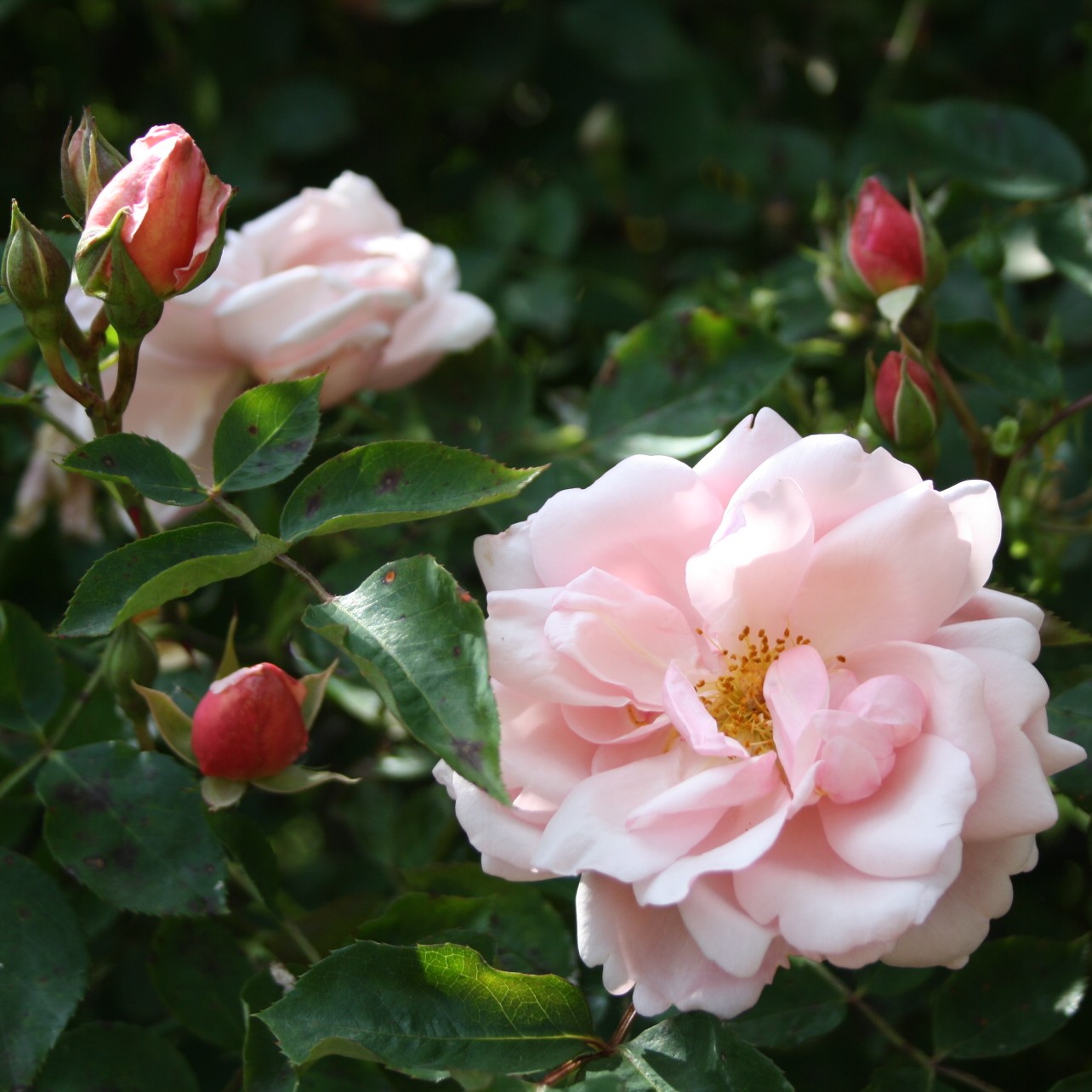 Albertine – Bild 7