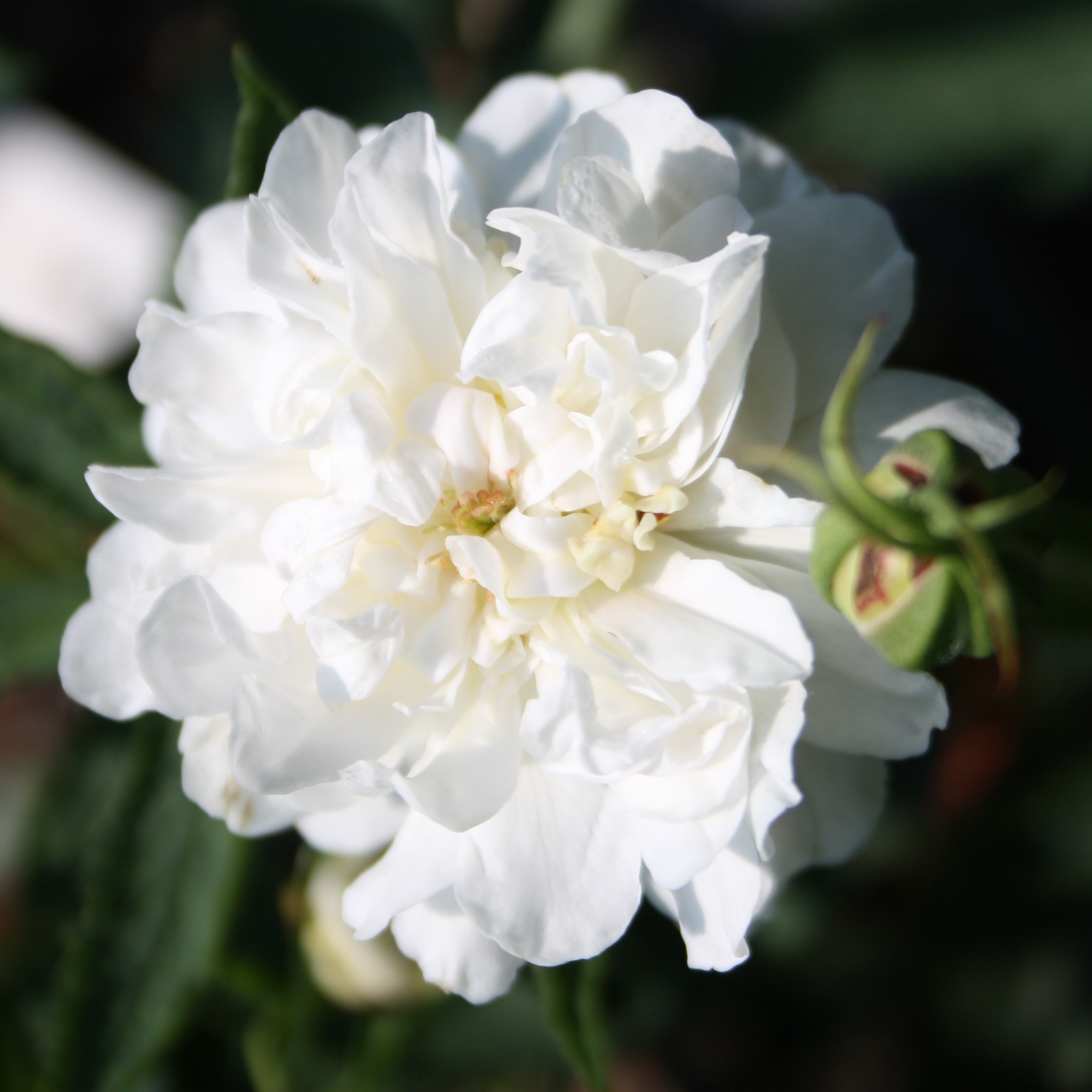 Rosa anemoneflora