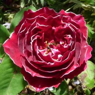 Baron Girod de l´ Ain
