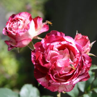 Belle de Segosa