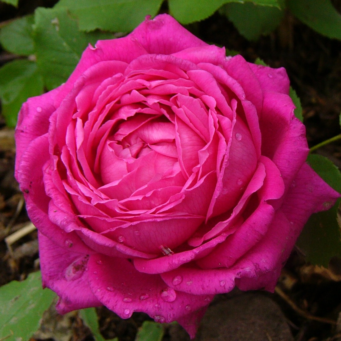 Biggis Rose