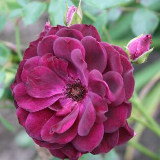 Burgundy Iceberg