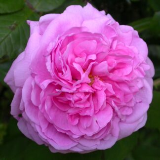 Comte de Chambord