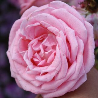 Coral Dawn