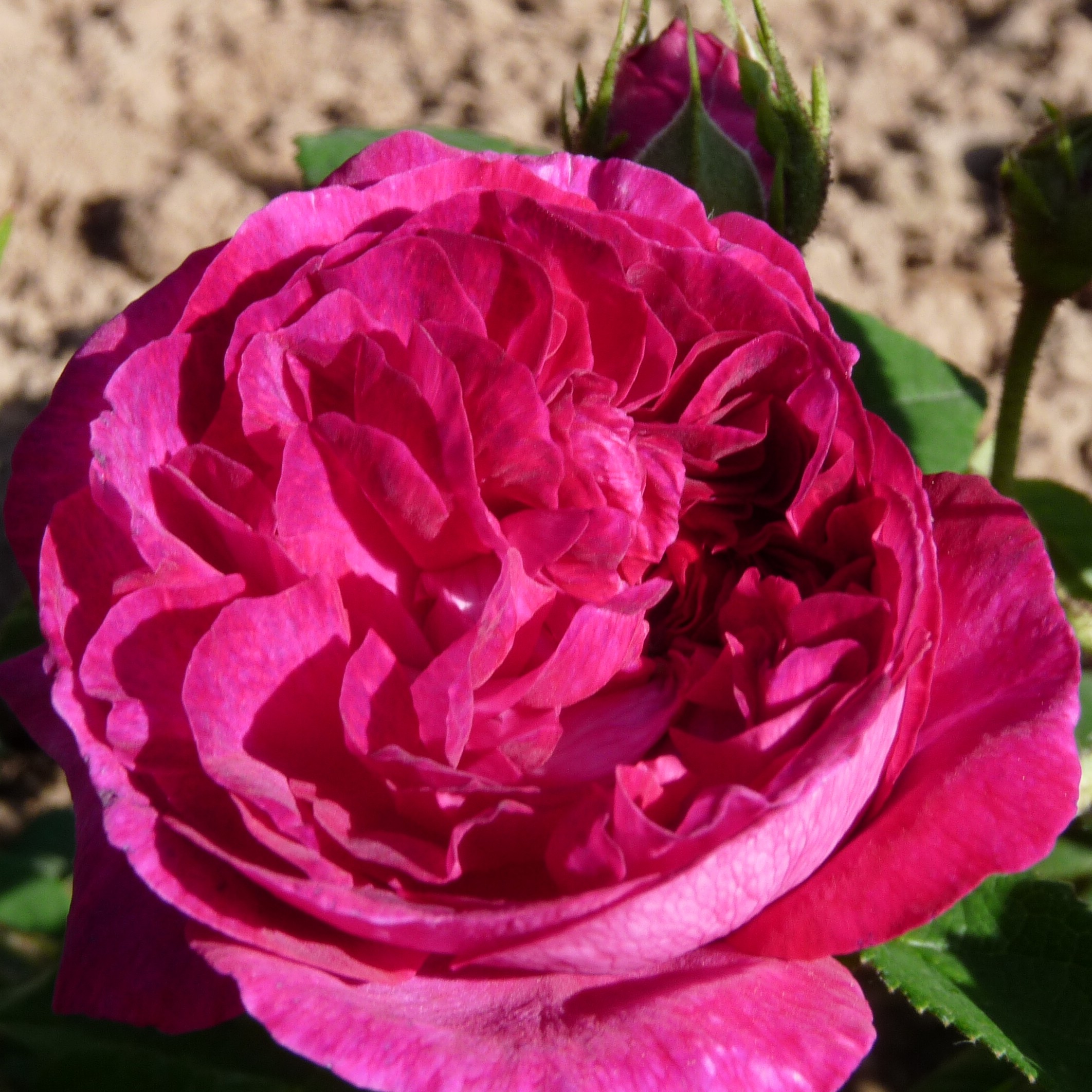 Daphné – Bild 2