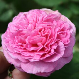 Duchesse de Berry (Sgh)