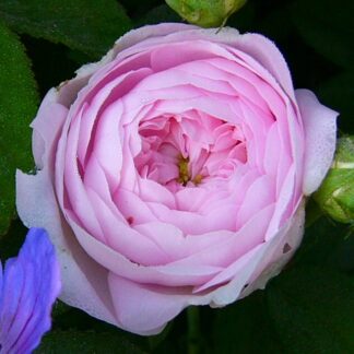 Duchesse de Montebello
