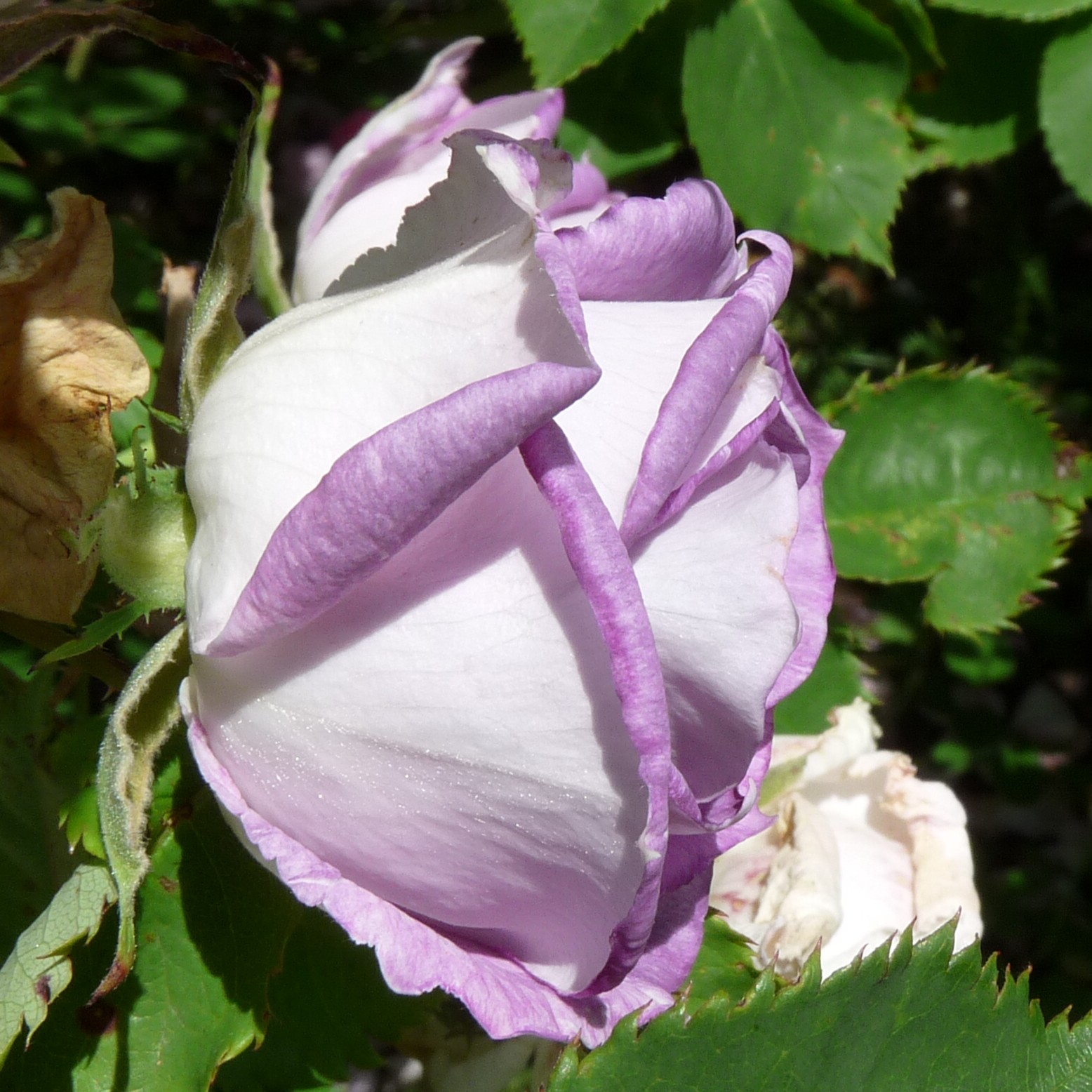 Edith – Bild 3
