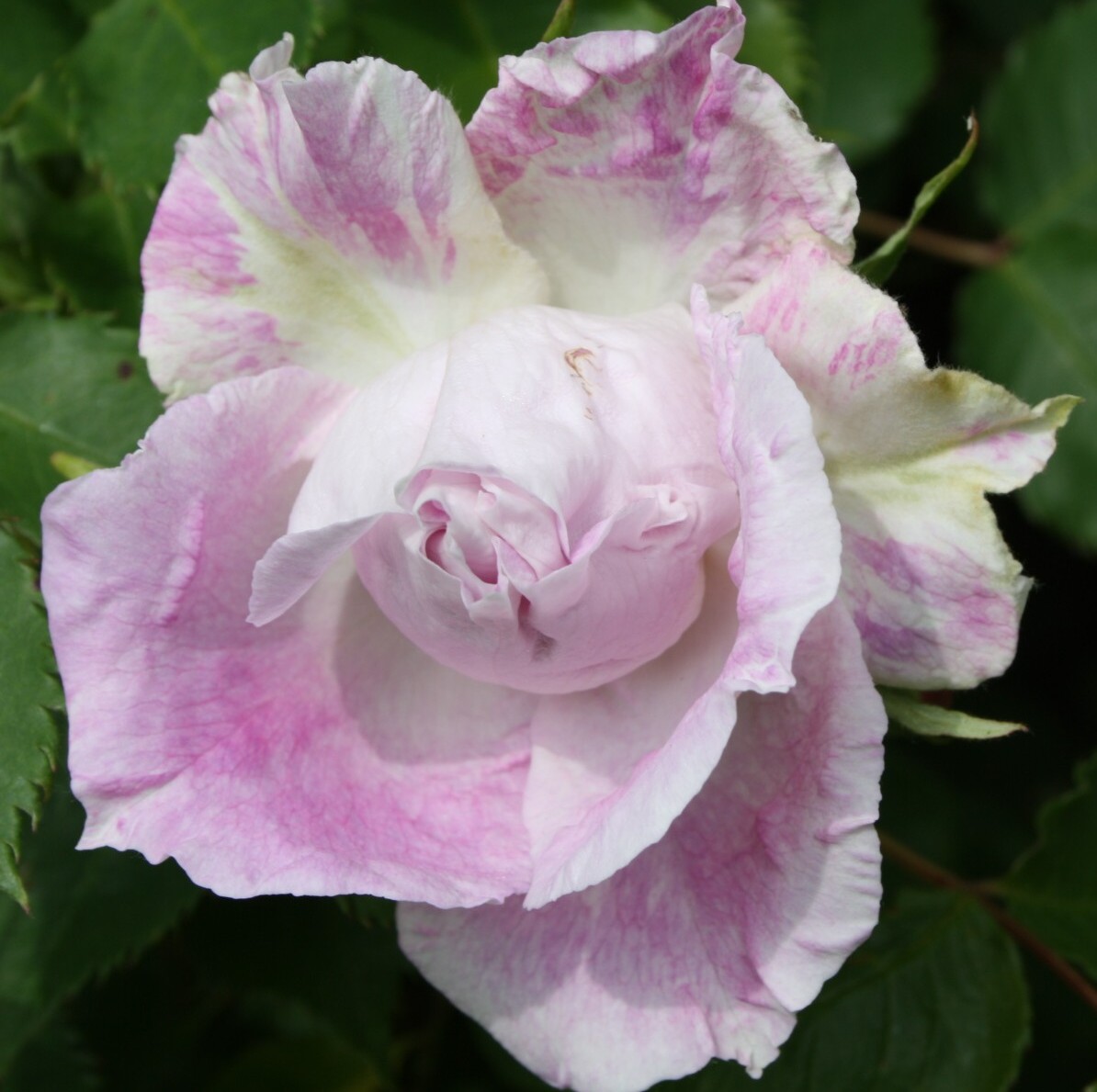 Edith – Bild 10
