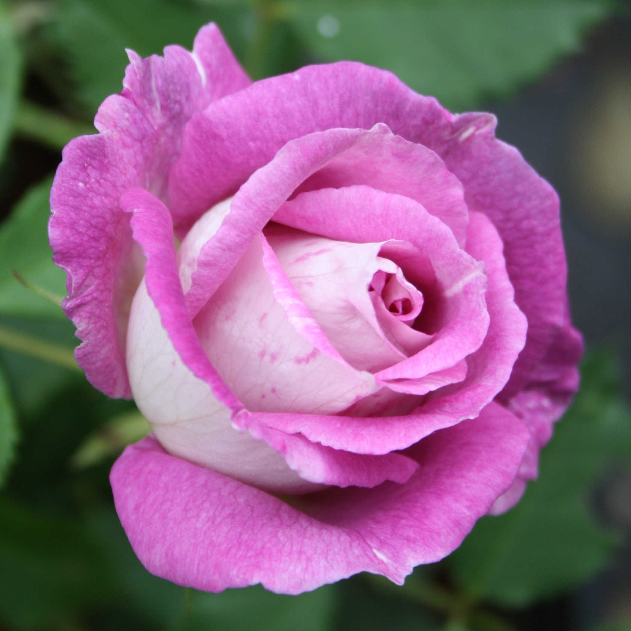 Edith – Bild 2