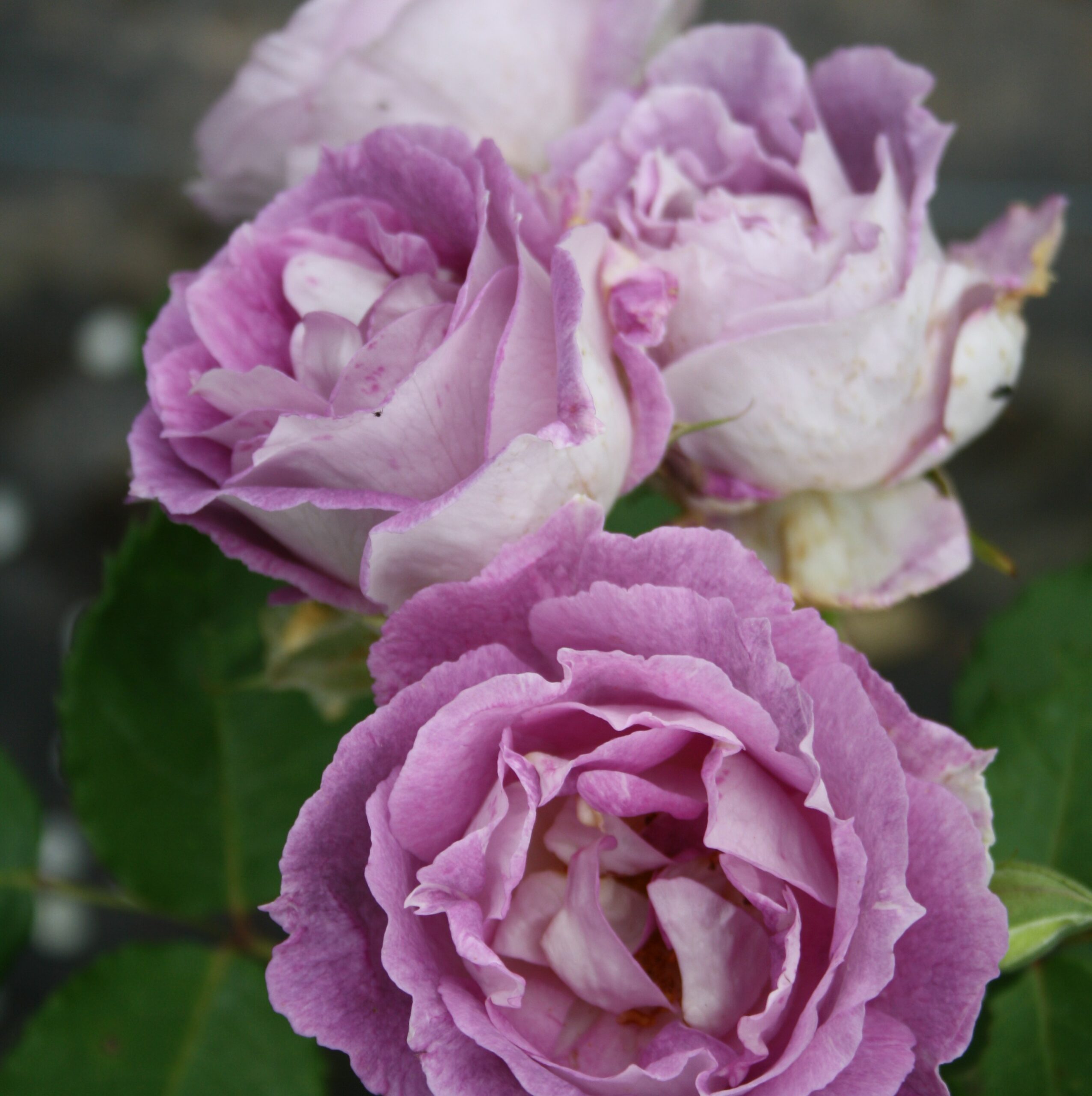 Edith – Bild 9
