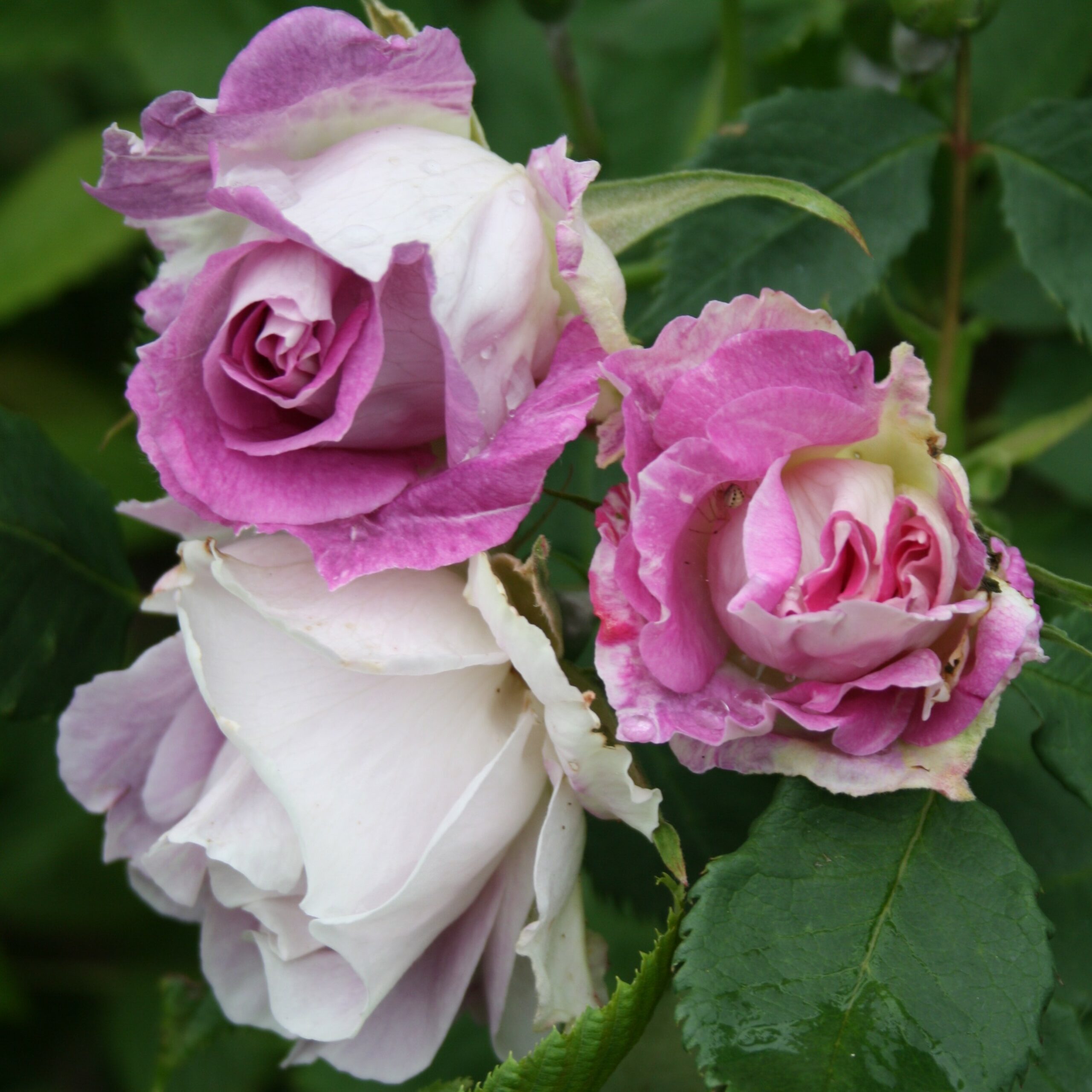 Edith – Bild 8