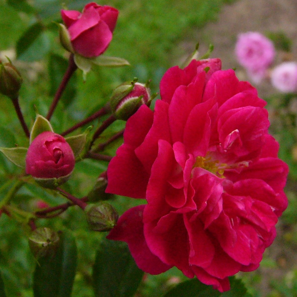Faust Roter Rambler – Bild 2