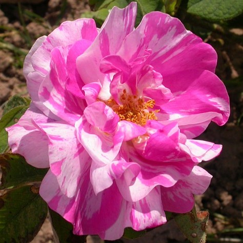 Gallica Versicolor (Dörrigsen)