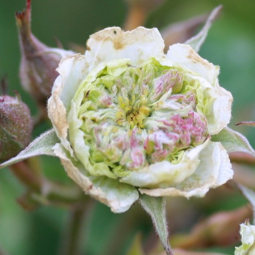Greenhorn – Bild 3
