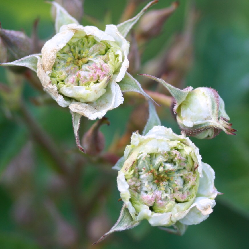 Greenhorn – Bild 2