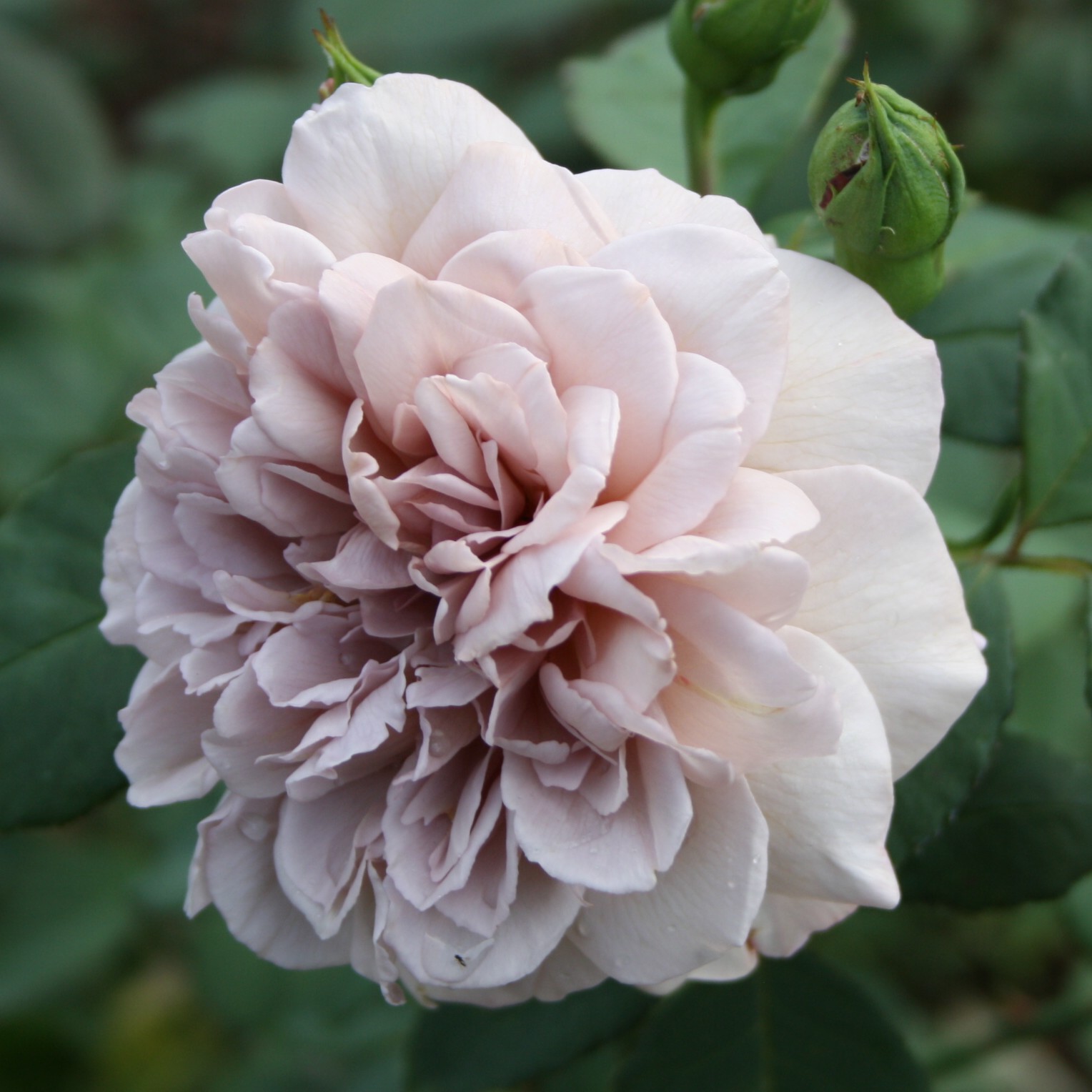 Grey Pearl – Bild 6