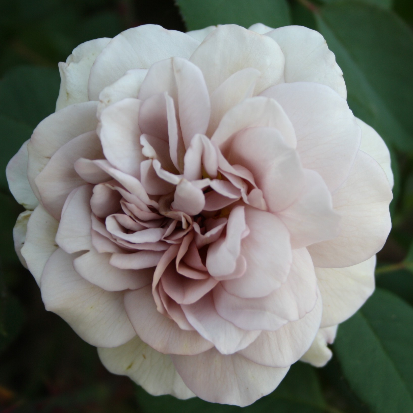 Grey Pearl – Bild 2