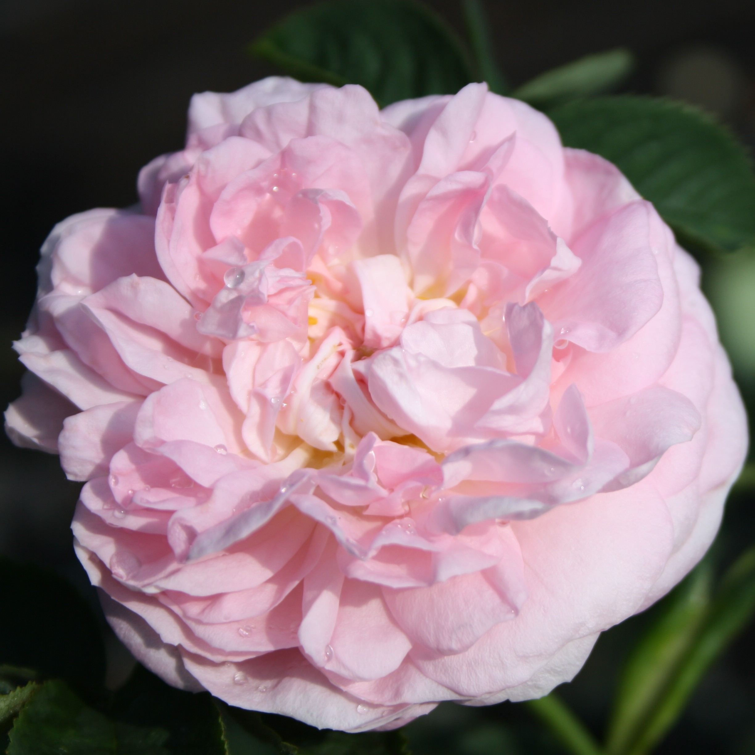 Harnack Blush – Bild 2