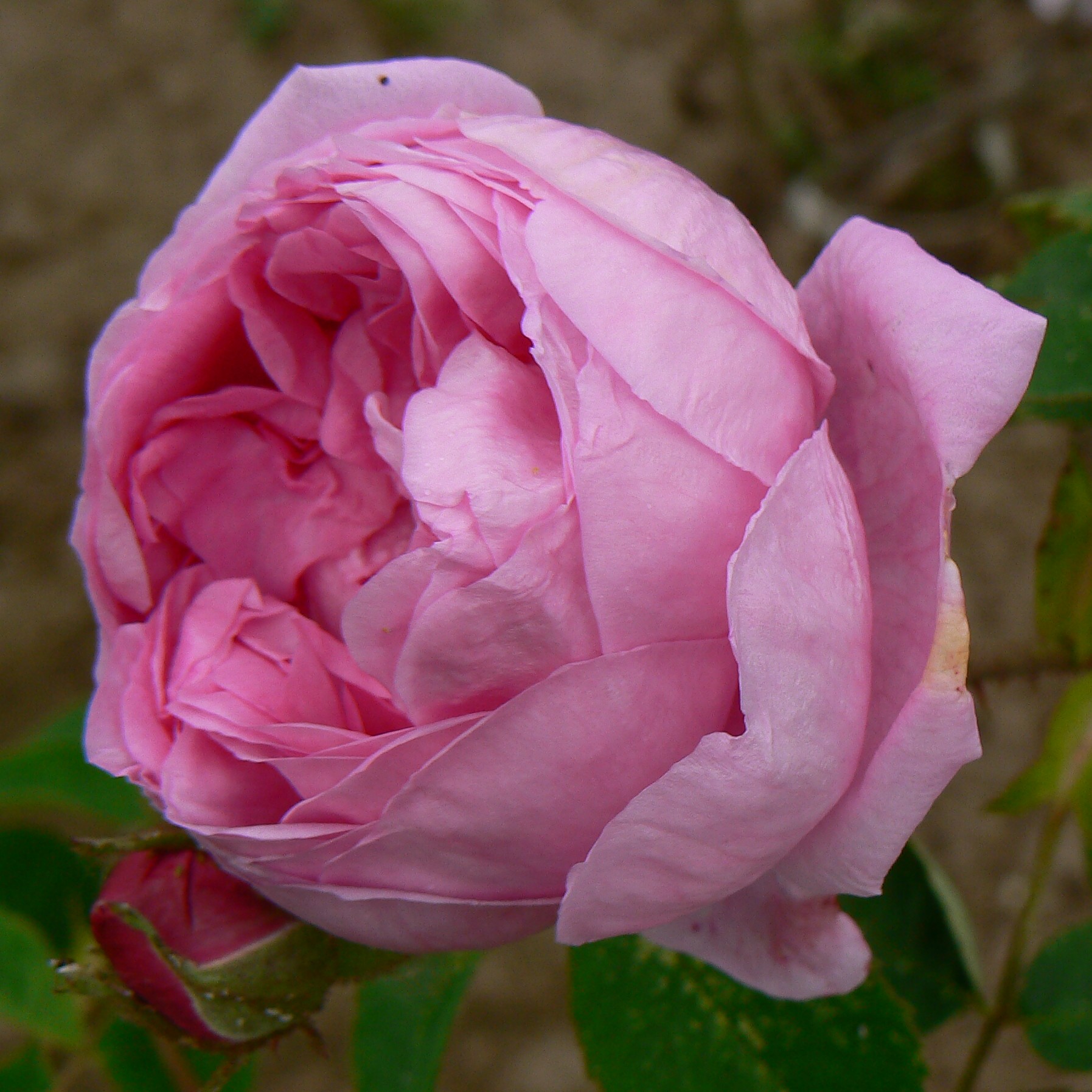 Hausrose Ballenhausen