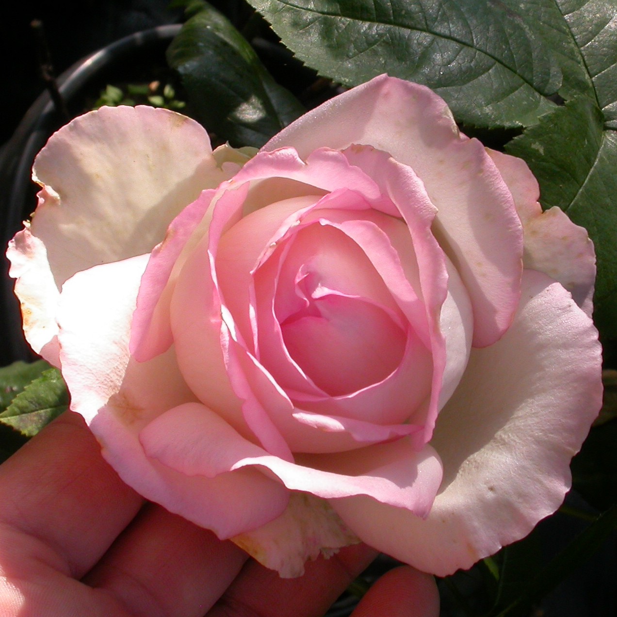 Honoré de Balzac