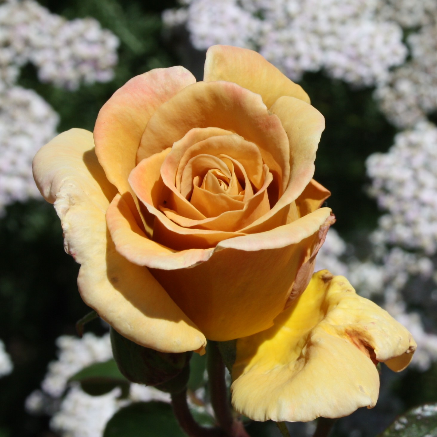 Jactan – Bild 7