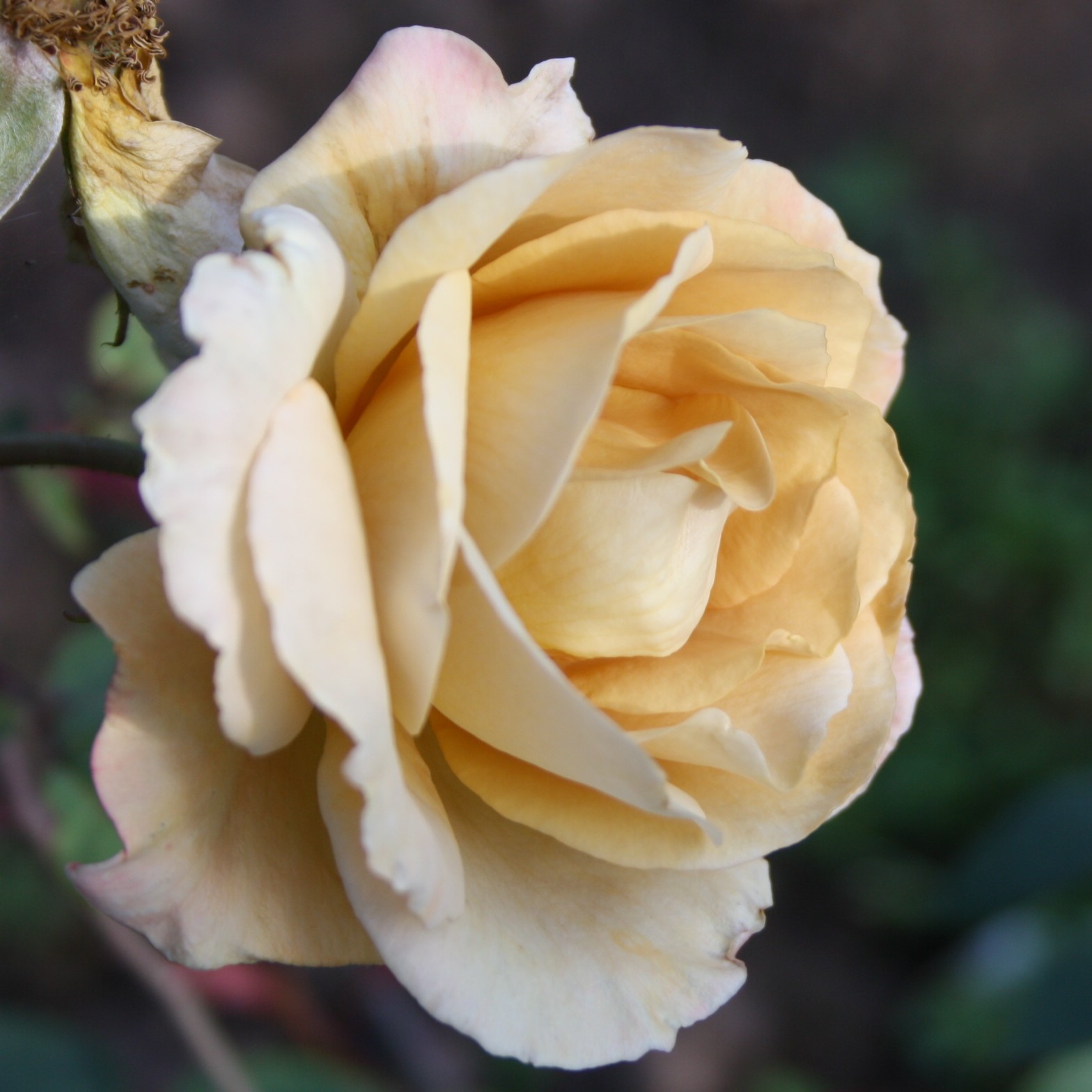 Jactan – Bild 6