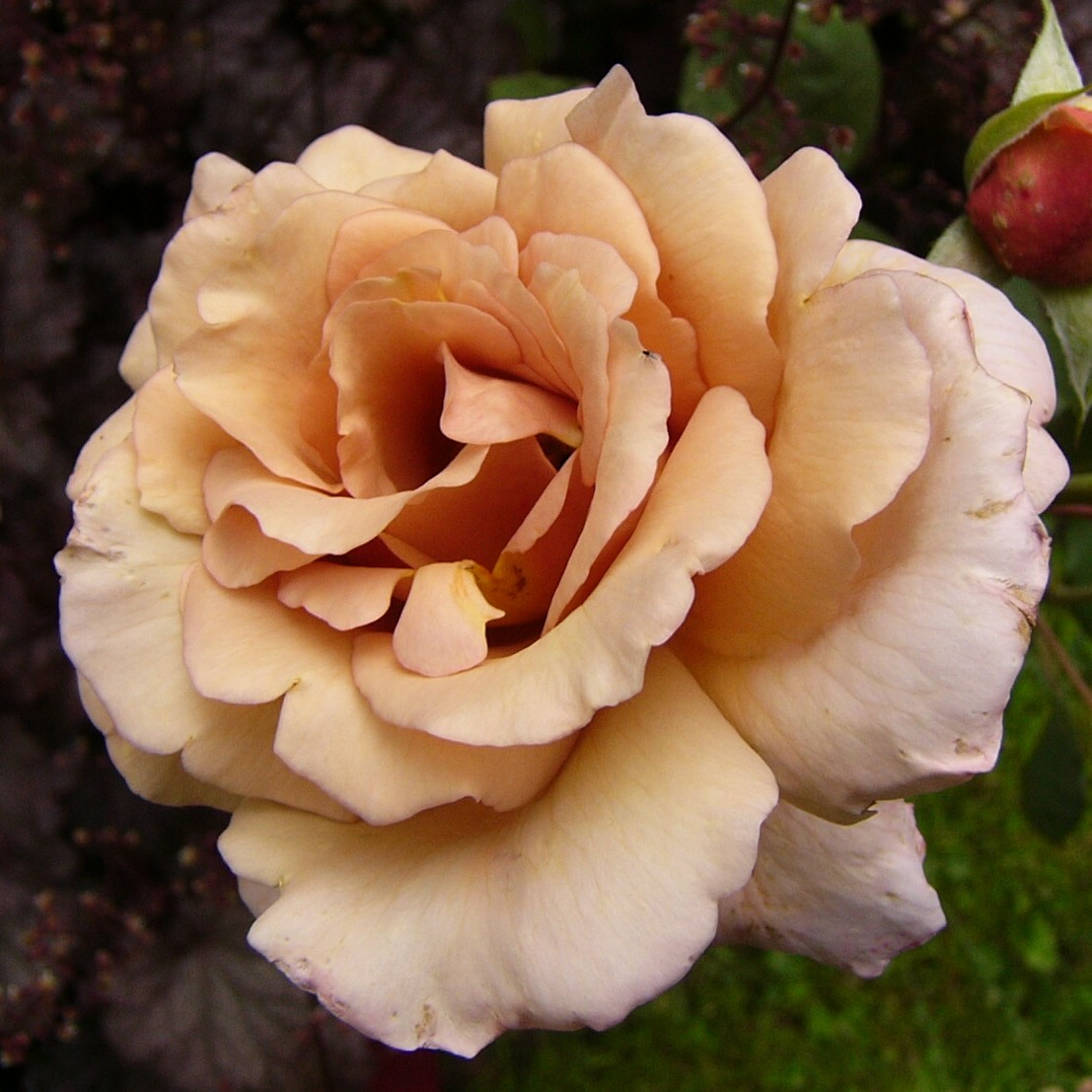 Julias Rose